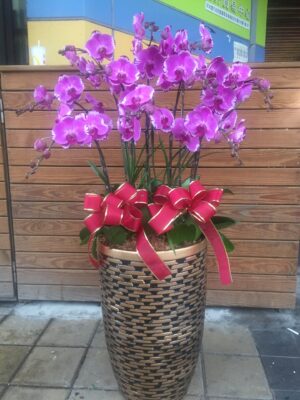 編號:D0031----鴻運當紅蘭花